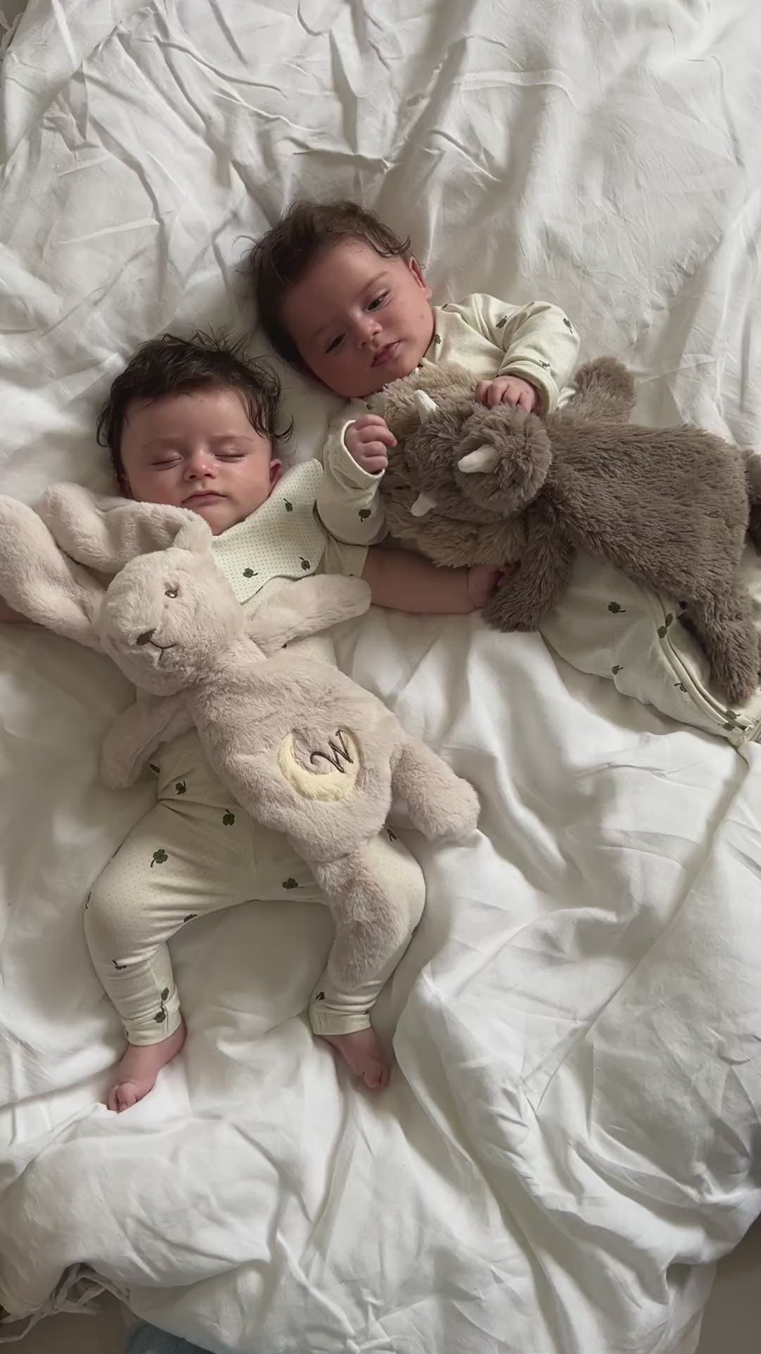 Houston heavy teddy small - Dino